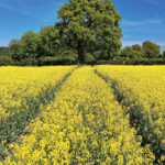 canola field