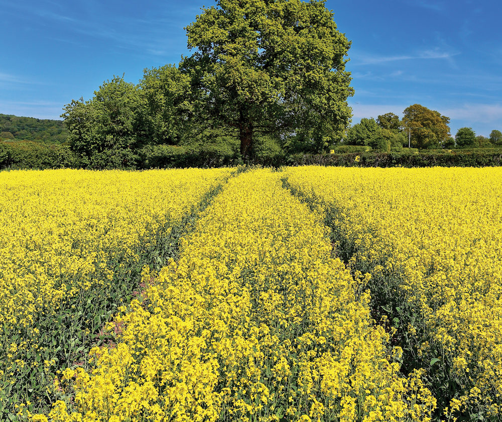 canola field