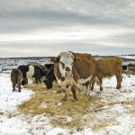 If you want to get a true picture of how your farm did in the past year, you’ll need to account for a change in the value of an inventory, whether that’s cows or grains.