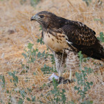 Protecting habitat for species at risk, as well as common species such as the red-tailed hawks, comes with an added benefit of pest control.