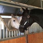Nose-to-nose contact is a primary means for transmission of
respiratory diseases between horses.