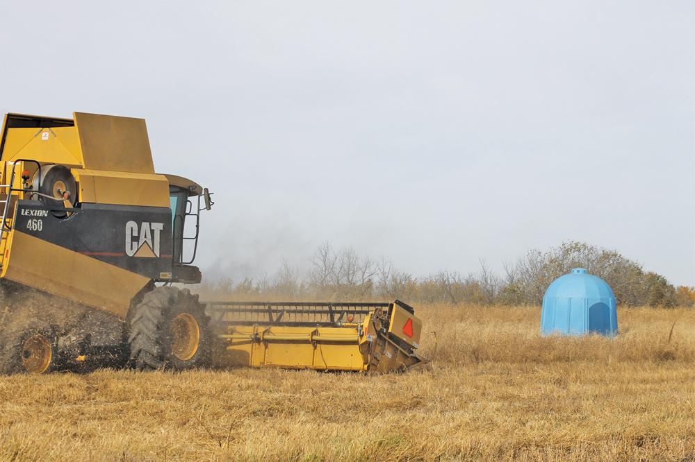 Alberta is the largest producer of alfalfa seed, but growers’ overseas customers have a  zero-GM tolerance policy.