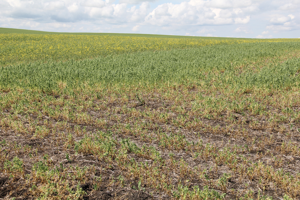 This pea field near Three Hills was devastated by root rot in 2014,  but pea growers saw fewer disease problems in 2015.