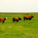 AI could be a big bang for your buck for beef