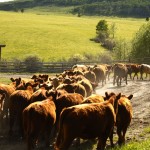 cattle roundup