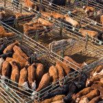 The Trans-Pacific Partnership trade deal will have big and immediate benefits
for the Canadian beef industry, says Alberta Beef Producers.