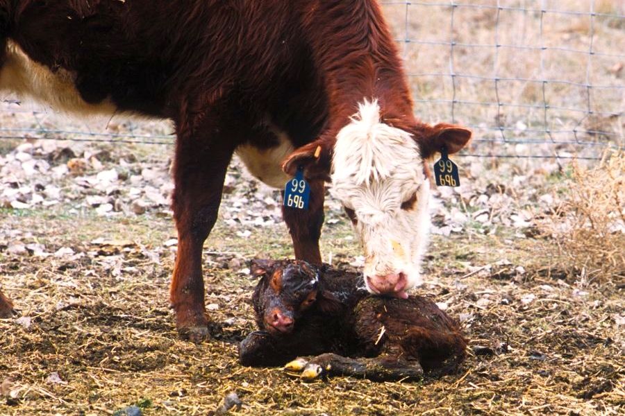 cow and newborn calf