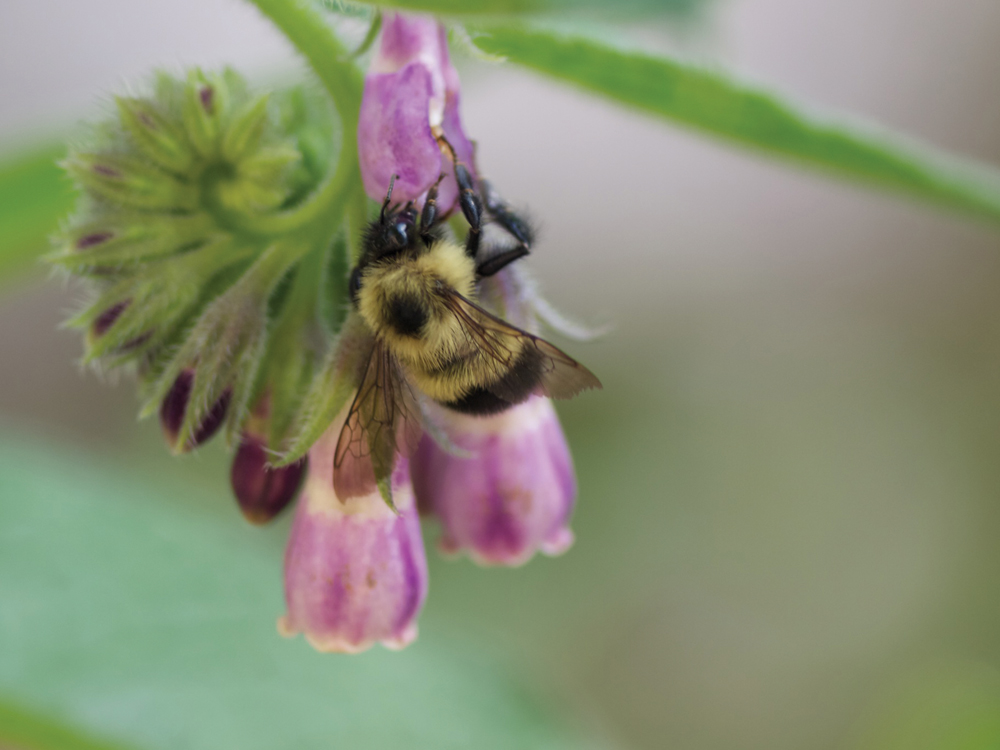 Bumblebees and other wild bees offer significant pollination value compared to honeybees and leafcutter bees.