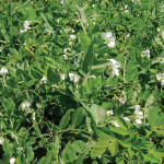 Field peas