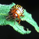 Had bugs on your spuds in past years?