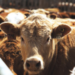 Feeding straw and grain instead can save you big bucks — if you do it right.