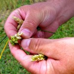 No ‘silver bullets’ for fusarium — but you can reduce your risk