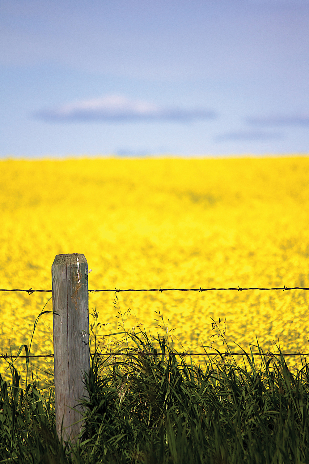 Canola commission looking for directors in five regions