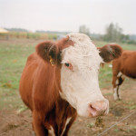 Putting cattle on pasture too early will cost you in the long run.