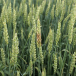 Vigilance is the key to keeping fusarium at low levels in Alberta, says a provincial crop specialist.