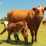 cow and calf