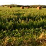 “Last year, China imported 1.23 million tonnes of alfalfa, which was an increase of 37 per cent over the previous year.” – Marc Lavoie