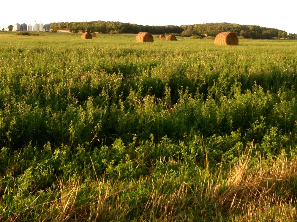 “Last year, China imported 1.23 million tonnes of alfalfa, which was an increase of 37 per cent over the previous year.” – Marc Lavoie