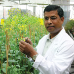 University of Alberta canola breeder Habibur Rahman has been working on double resistance
for more than a decade.