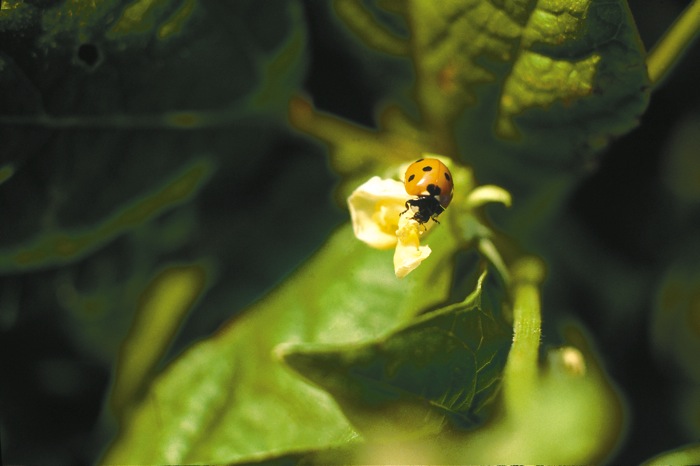Learn about the good bugs