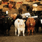 Animal health management and environmental stewardship will be part of an expanded Verified Beef Production program.