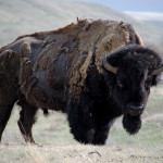 Bison production is actually down from a decade ago, but demand continues to grow every year.