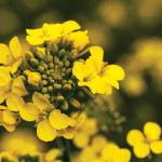 Canola checkoff tax credit available