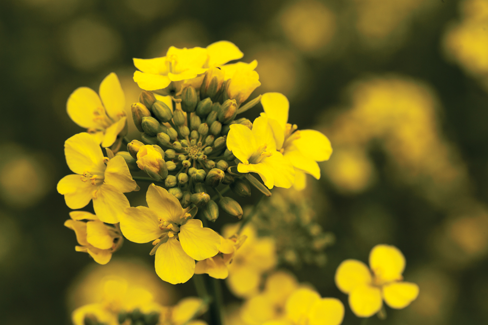 Canola checkoff tax credit available