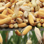 Massive global stockpiles of corn, soybeans, wheat, and other commodities mean low prices and gloomy times in the U.S. — but it’s a different story north of the border.