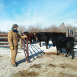Ranchers Dylan (shown) and Colleen Biggs have been honoured for the “profound difference” they have
made through their clinics on low-stress handling and other best practices.