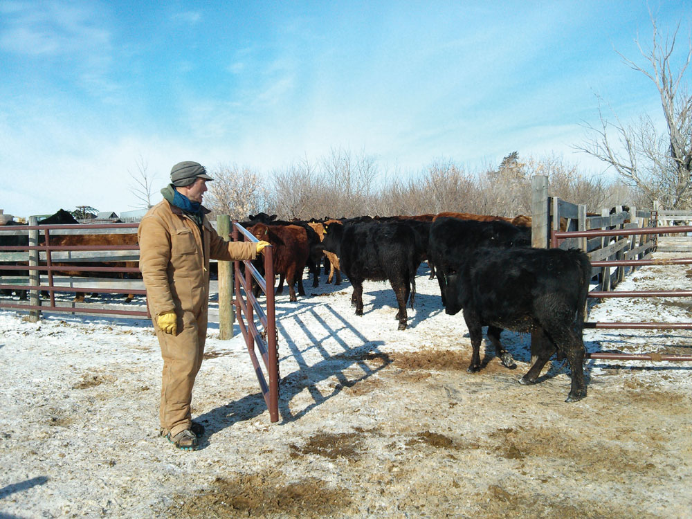 Ranchers Dylan (shown) and Colleen Biggs have been honoured for the “profound difference” they have  made through their clinics on low-stress handling and other best practices.