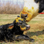Knowing which of your cattle are pregnant and putting the open ones on a high-energy ration can make you significant money.