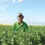 man in a pea crop