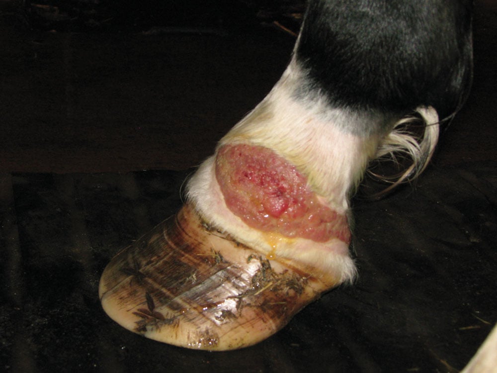 Both Wound And Hoof Care Have Been Neglected On This Horse Considerably Increasing The Risk For The Development Of Proud Flesh Photo Thinkstock Both Wound And Hoof Care Have Been Neglected On This Horse Considerably Increasing The Risk For The Development Of Proud Flesh Photo Thinkstock