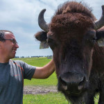 Don’t try this at home — Ivan Smith is renowned for his ability to handle bison, which quickly revert to their wild ways when stressed.