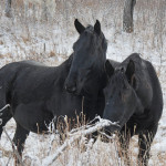 Parks Canada has decided Bar U Ranch’s new Percherons
will be called Poca and Terra.