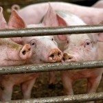University of Alberta-led swine study tackles next health frontier