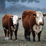 There are a number of factors to consider when rejuvenating old pastures.