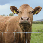 A neighbour’s ungrazed area could help you get through the dry spring.