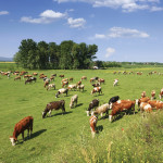 Cattle markets take a downturn