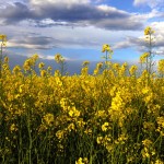 canola filed with cloudy skies