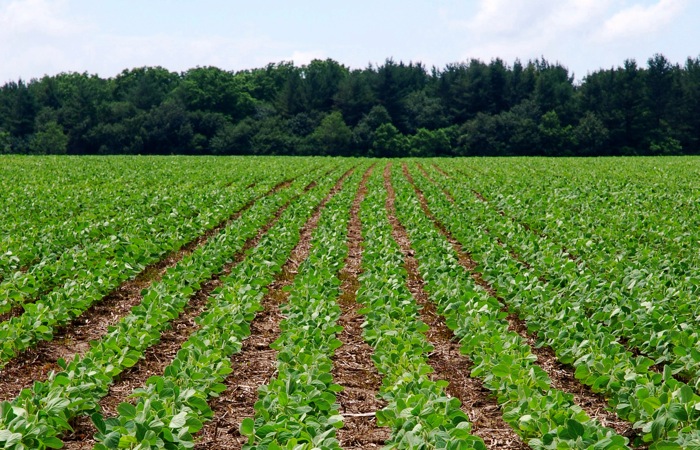 soybean field