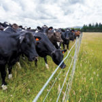 An electric fence can be just as effective as a regular one once cattle are trained to respect it.