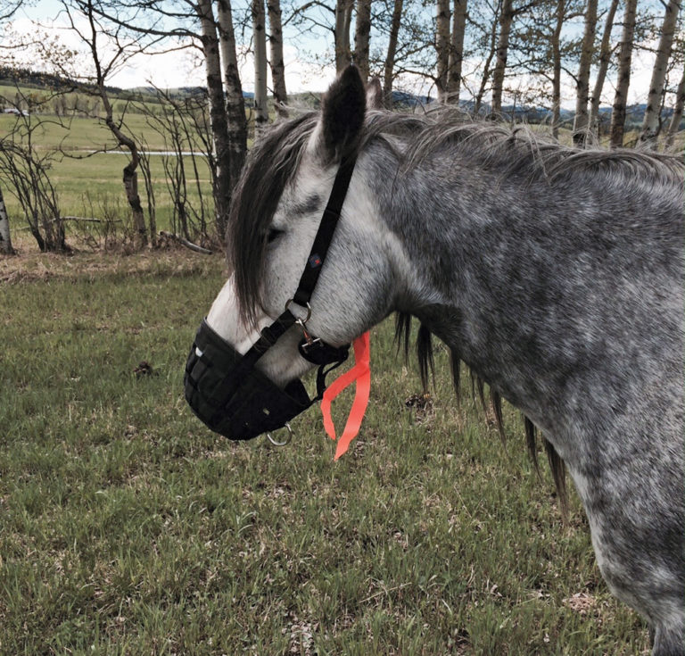 Management strategies when using grazing muzzles on horses