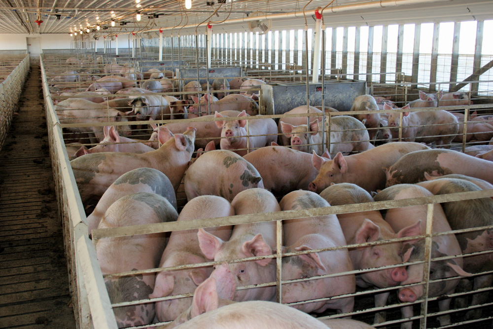 New vaccine fights illnesses and improves food safety