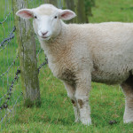 Lamb next to barbed wire fence