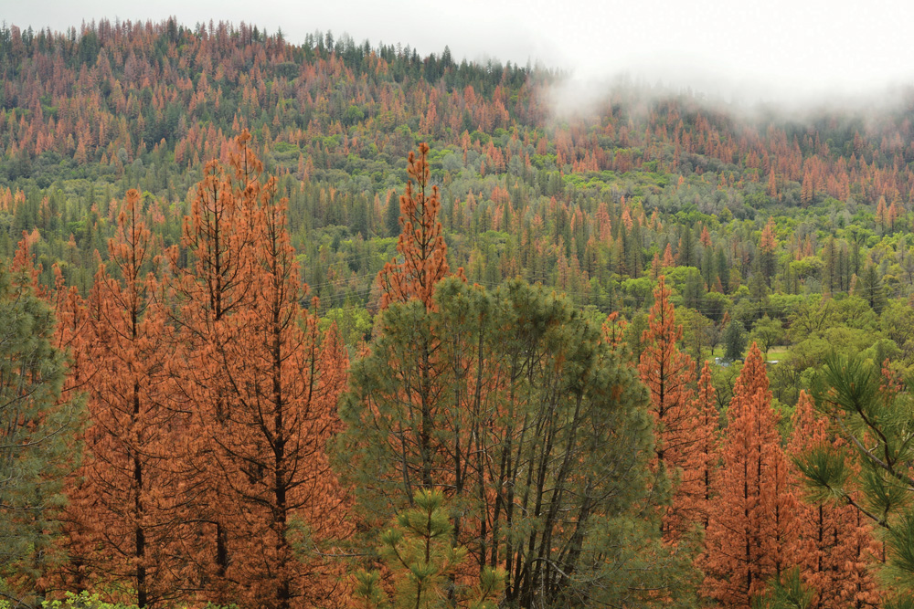 The mountain pine beetle is now established in lodgepole–jack pine forests  in northwestern Alberta.