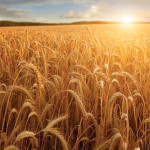 One day the value of your crops may partially depend on being able to demonstrate that you are a good steward of land, water, and the environment.