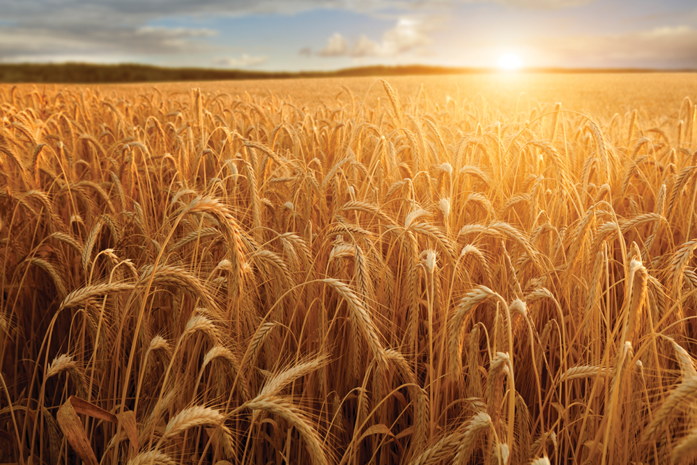 One day the value of your crops may partially depend on being able to demonstrate that you are a good steward of land, water, and the environment.