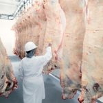 washing a beef carcass